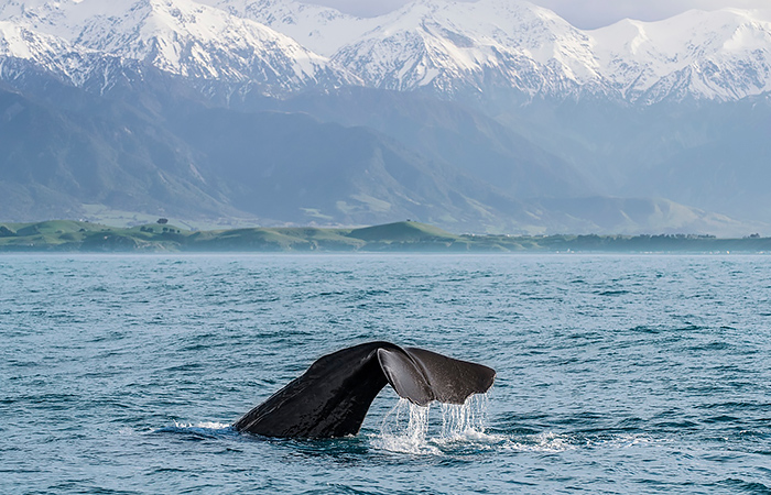 Magic of New Zealand