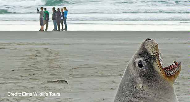 Full Wildlife Peninsula Encounter Tour