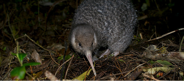Wellington - Zealandia