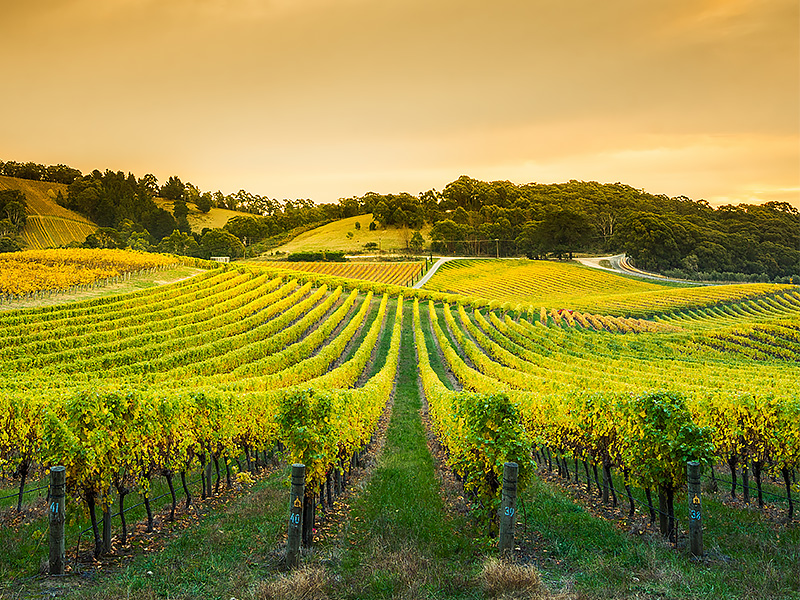 South Australia Section