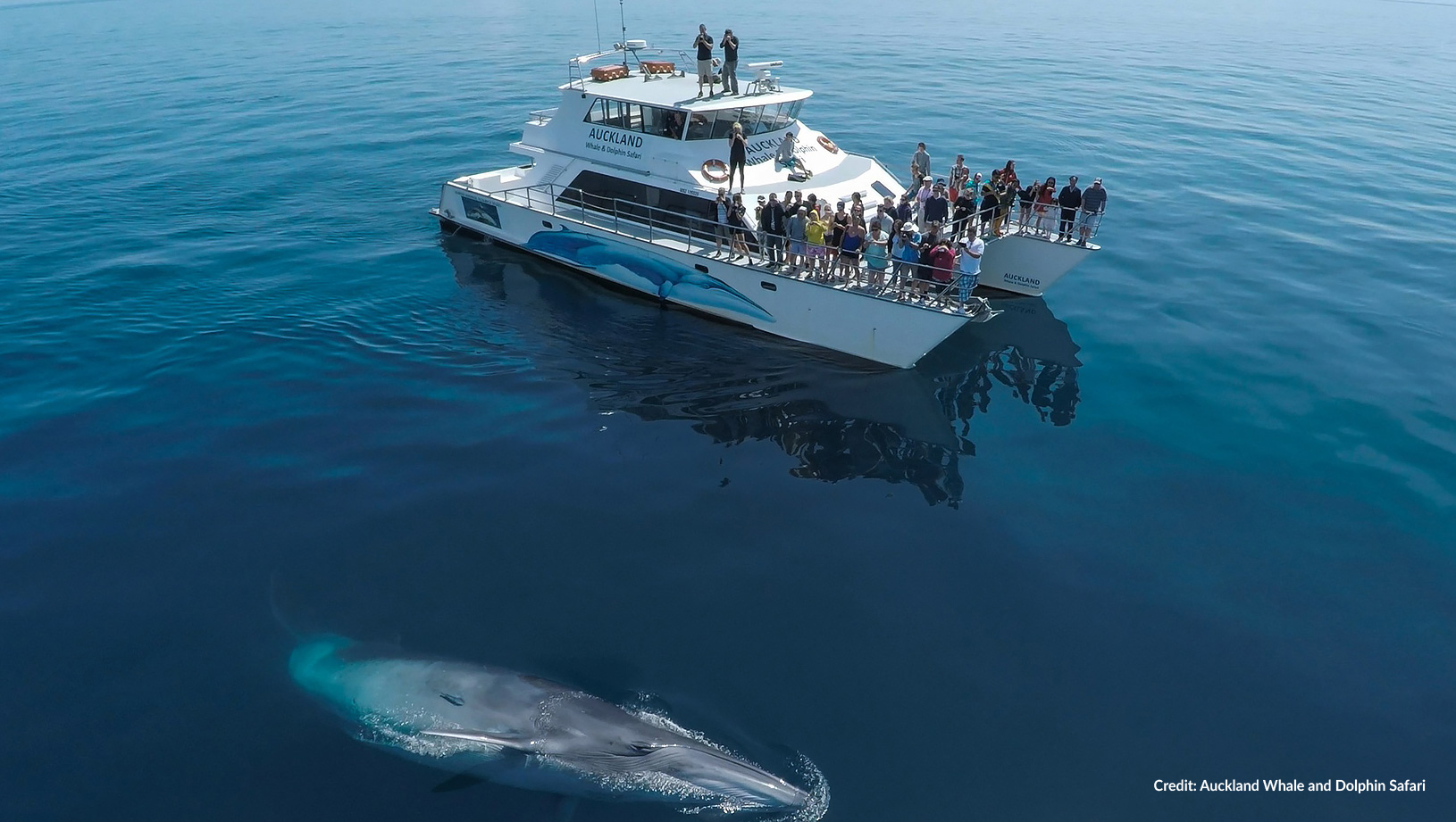 Auckland Whale Watching