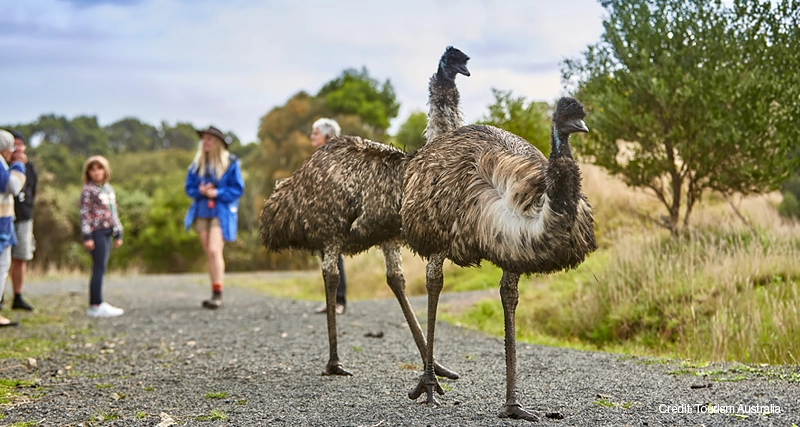 Melbourne to Adelaide 5 Nights